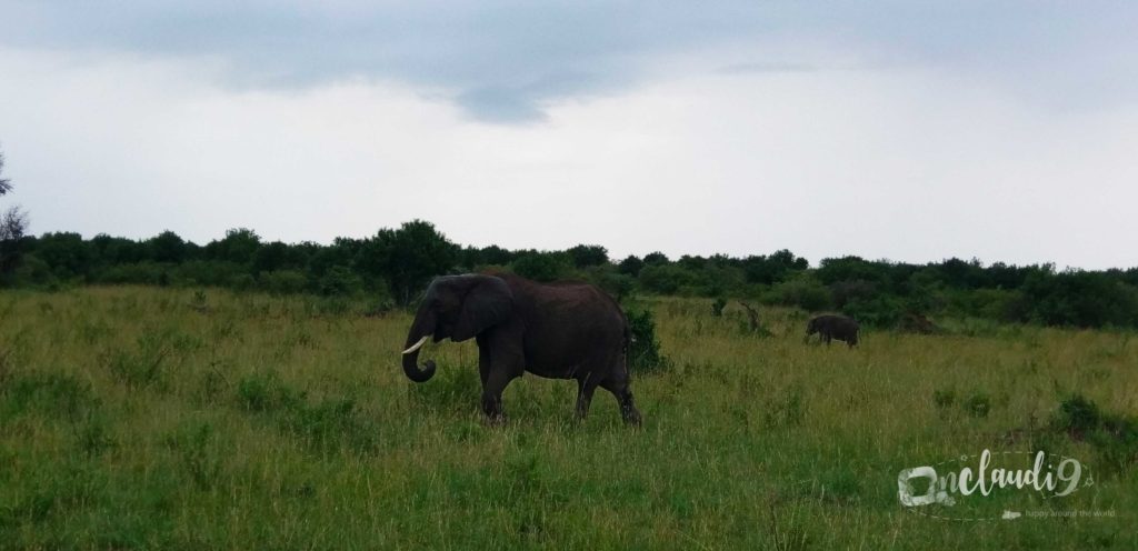 Masai Mara Nationalpark in Kenia.